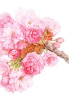 Cherry blossom